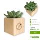 Echeveria pianta succulenta grassa in vaso da personalizzare per gadget regalo lei-lui