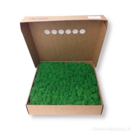 Lichene muschio stabilizzato in scatola da 1 kg