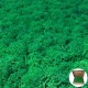 Lichene verde muschio stabilizzato in scatola da 1 kg