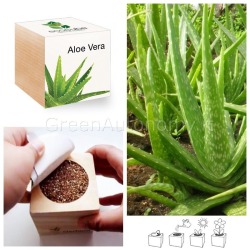 Eco-cubo vasetto made in Italy con semi di aloe