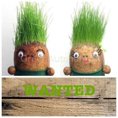 Eco-regalo che germoglia mister patata