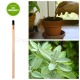 Idea regalo eco-matita da piantare salvia