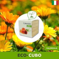 Eco-cubi Green idea regalo ecologica per lui, lei da piantare